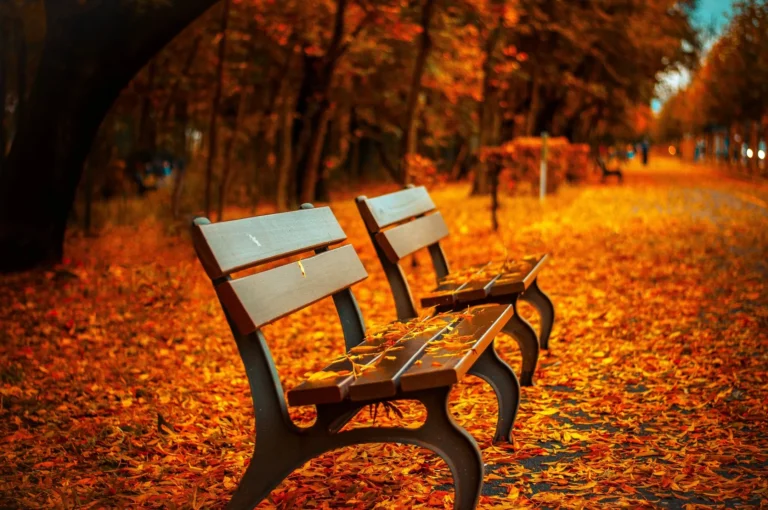 a wooden bench with autumn leaves