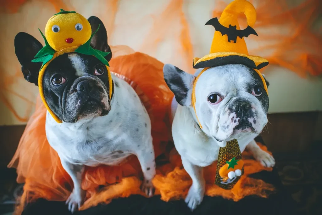 puppies with costumes on for halloween